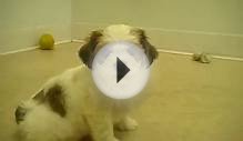 New Jersey Cavachon (Cavalier King Charles Spaniel x