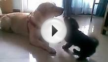 Pepe black Tibetan Spaniel trying to play with Teddu a