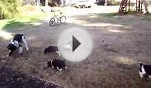 Playful English Springer Spaniel Puppies!