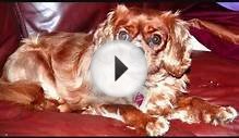 Ruby Cavalier King Charles Spaniel - Little Libby!
