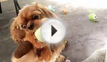 Ruby Cavalier King Charles Spaniel Dog Playing