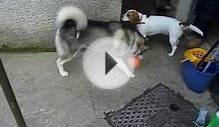 Siberian Husky pup, Springer Spaniel Cross Labrador and