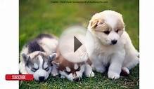 Siberian Husky Puppies - All Types of Dog Breeds