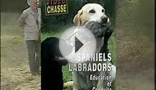 Spaniels Labradors