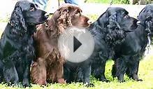 Top 10 Most Amazing Facts About Field Spaniels - Field