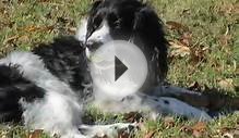 Tyler - a male English Springer Spaniel available for adoption