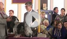 Westminster Kennel Club Sporting English Cocker Spaniel