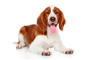 Welsh Springer Spaniel