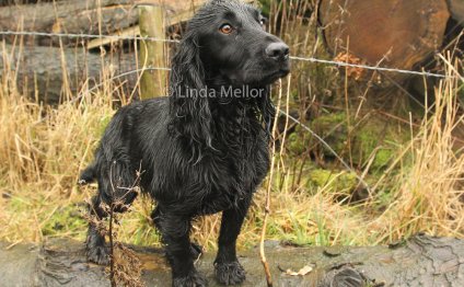 Working Cocker Spaniel Scotland