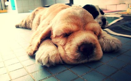 American Cocker Spaniel images