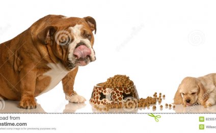 Images of American Cocker Spaniel