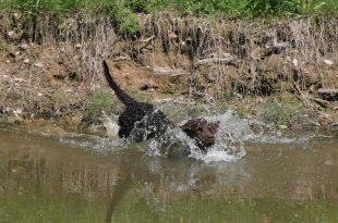 american-water-spaniel-1