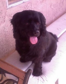 Angel the Cocker Spaniel/ black Lab- Retriever hybrid dog. (Spanador)