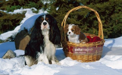 Cavalier King Charles Spaniel Adult