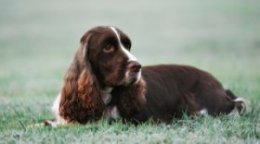 English Springer Spaniel Dog Breed
