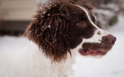 English Springer Spaniel Field Trial Association