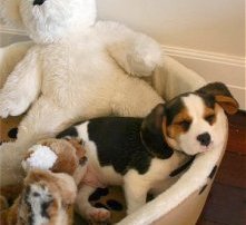 Fifa, the Beaglier puppy at 12 weeks old