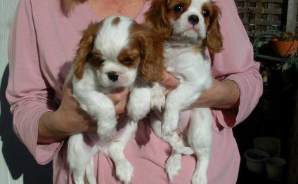 Cavalier King Charles Spaniel puppies for Adoption