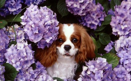 Cavalier King Charles Spaniel Michigan