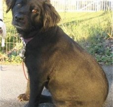 Malibu is a Cocker Spaniel / Lab mix (Spanador) shown here at 7 years old