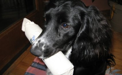 Field bred English Cocker Spaniel puppies