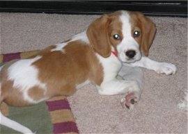 Nelly is a Beagle / Cavalier King Charles mix (Keagle)