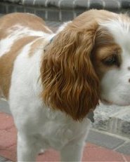 Otis,  the Cockalier at 10 month old