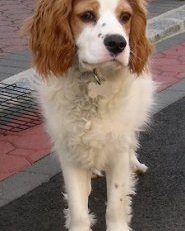 Otis,  the Cockalier at 7 month old