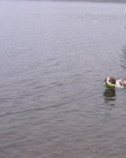 Otis,  the Cockalier has a great disposition,  loves to swim,  and is very playful with children