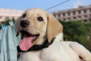 PetFinder.com allows users to easily search through dogs of all breeds, ages and temperaments. The site also educates visitors, providing information about all dog breeds on the site and sharing resources and articles to help prepare people to be pet owners.