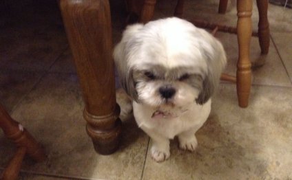 Springer Spaniel puppies Free to good home