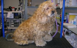 American Cocker Spaniel Grooming