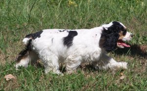 Black American Cocker Spaniel puppies for sale
