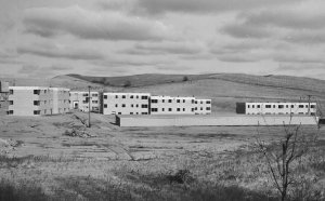 Black white and tan Cocker Spaniel