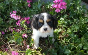 Cavalier King Charles Spaniel Breeders Brisbane
