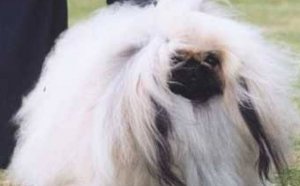 Cavalier King Charles Spaniel puppies Pictures