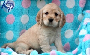 Cocker Spaniel mix puppies