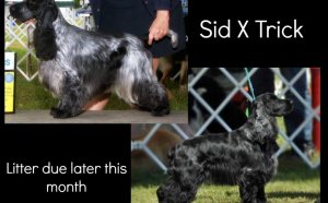 English Cocker Spaniel breeders Ontario