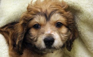 English Cocker Spaniel puppies for Adoption