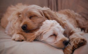 English Cocker Spaniels Rescue