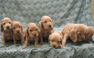 English Golden Cocker Spaniel