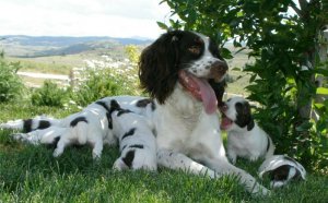 Field Springer Spaniel puppies for sale
