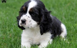 Golden English Cocker Spaniel puppies for sale