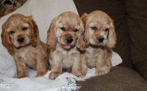 Golden Spaniel for sale