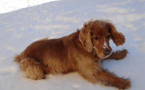 Pictures of English Cocker Spaniels