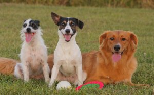 Springer Spaniel Puppy names