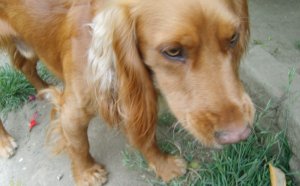 Working Cocker Spaniel Golden