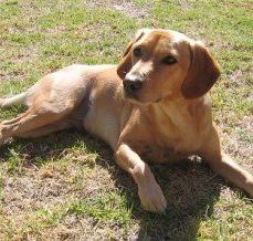 Rocky,  a 4 years old Cocker Spaniel / Labrador cross (Spanador)
