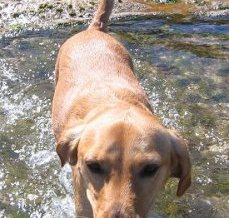 Rocky,  a 4 years old Cocker Spaniel / Labrador cross (Spanador)