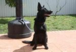 SUPERB PEDIGREE SOLID BLACK FEMALE GSD- 16 MONTHS